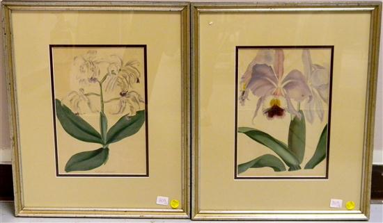 Pair of 20th C botanical prints 1152d0