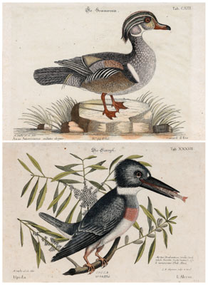 Two prints after Mark Catesby (British