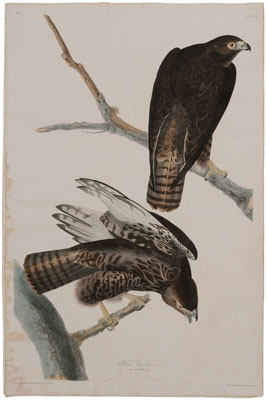 After John James Audubon New York  11803c