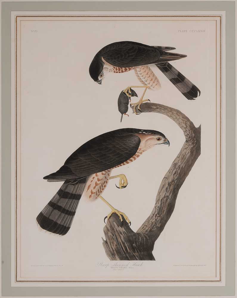 After John James Audubon American  11a930