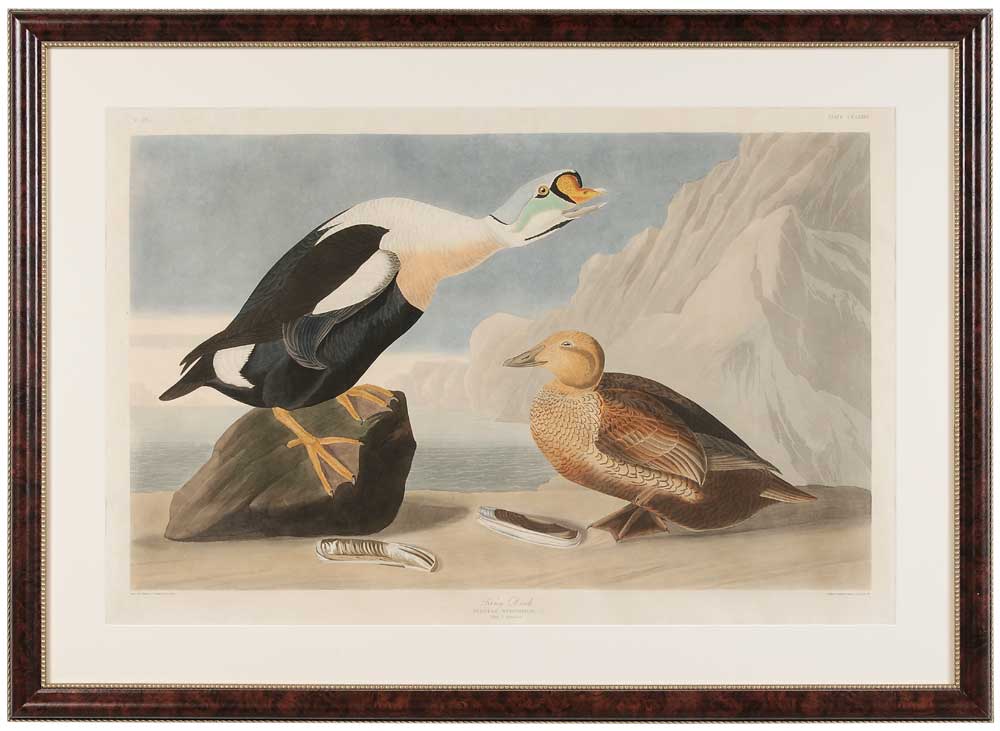 John James Audubon New York France  11a985
