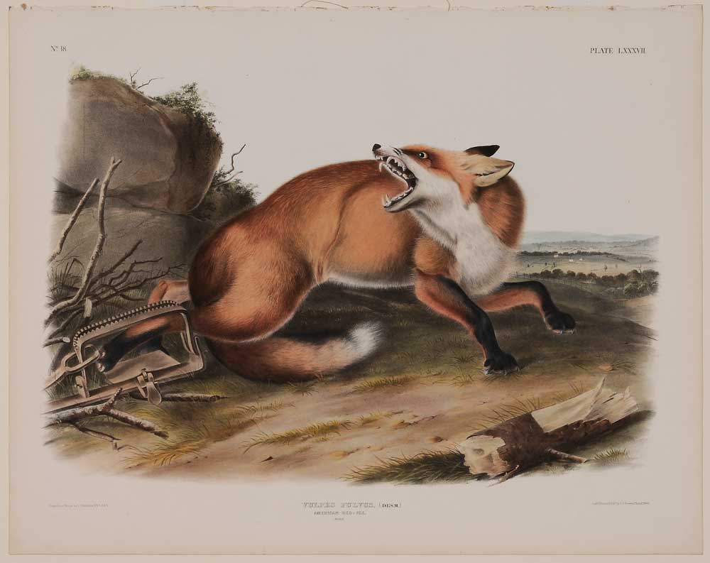 John James Audubon New York 1785 1851  11a9af
