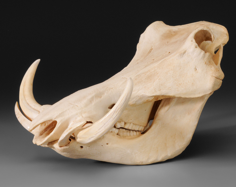 Wild Boar Skull 9 x 14 in.,