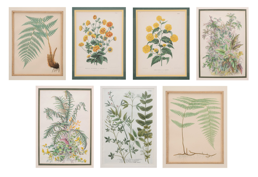 Seven Botanical Prints one pair