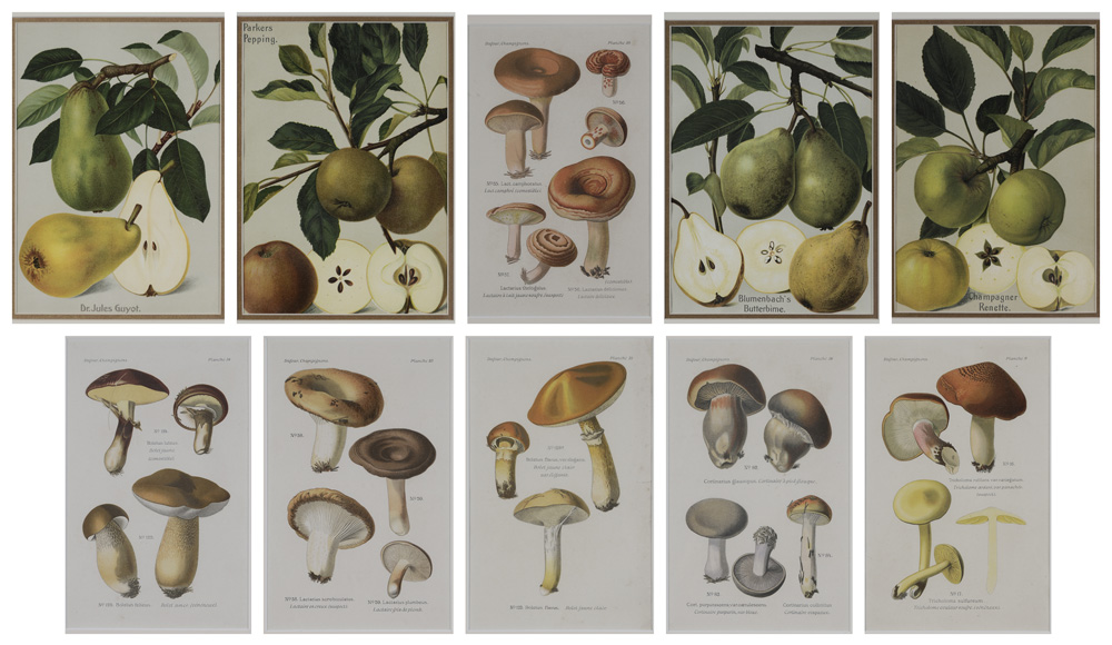 Ten Botanical Prints (19th and 20th