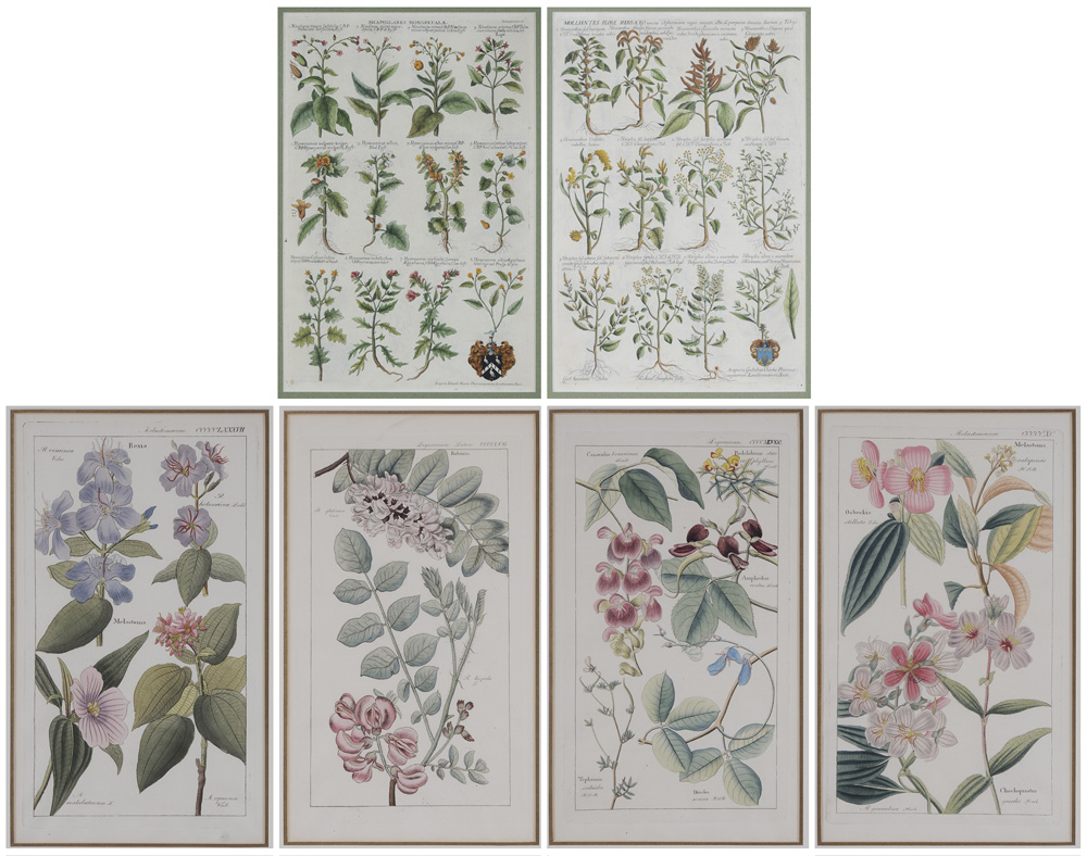 Six Botanical Prints 18th and 1193a1