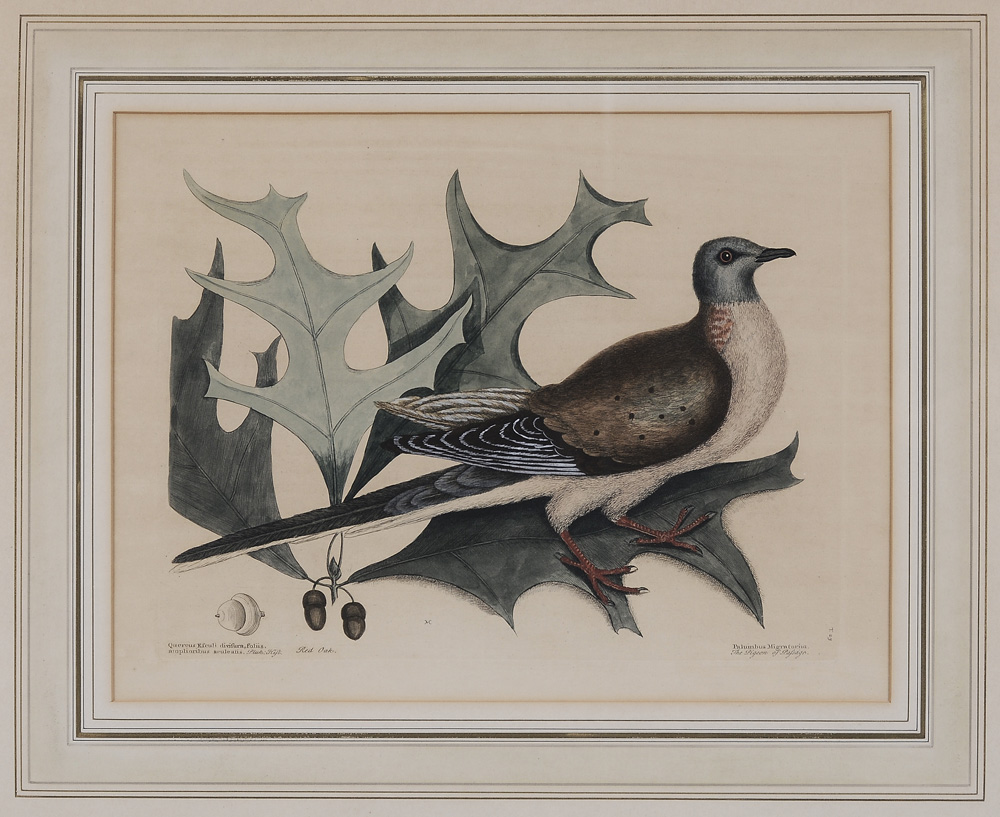 Mark Catesby (British, 1679-1749) [Palumbus