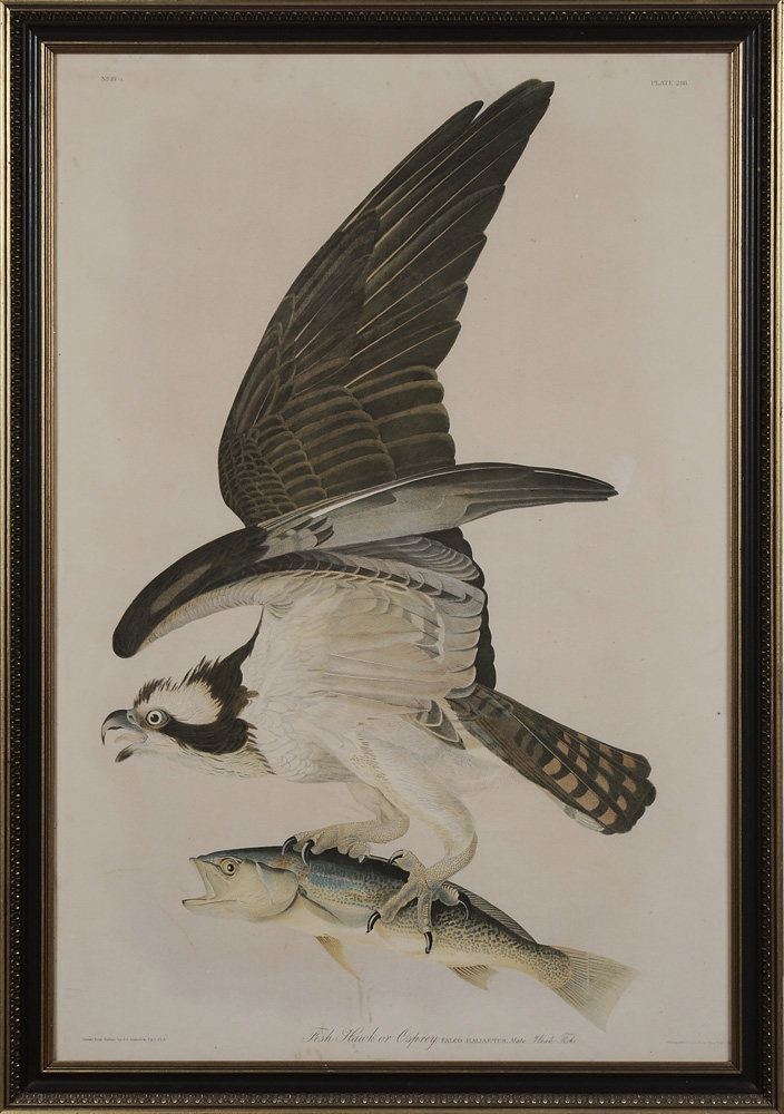 After John James Audubon (American,