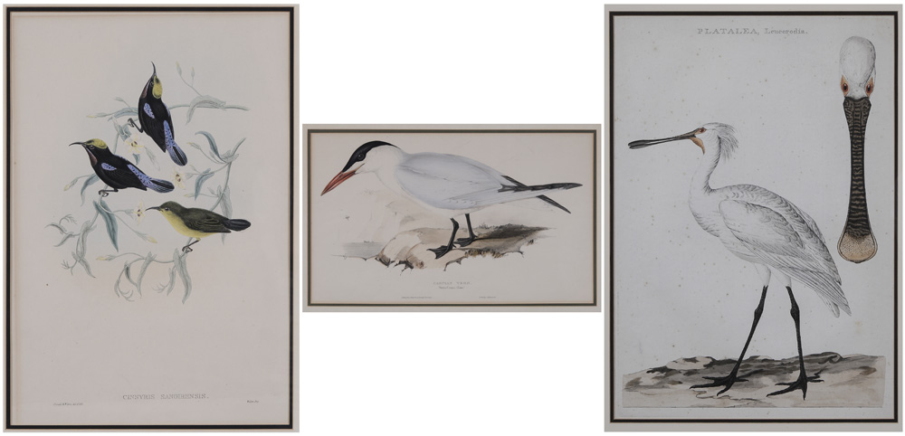 Three Ornithological Prints 18th 119590