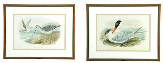 TWO FRAMED BIRD ENGRAVINGS BY GOULD 121461