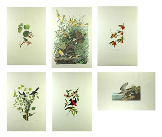 SIX AMSTERDAM EDITION AUDUBON PRINTS.