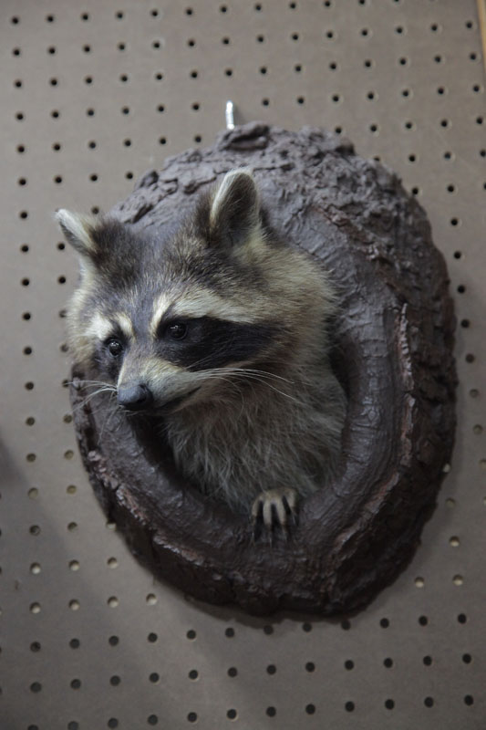 MOUNTED RACOON Head mount depicted 121e3d