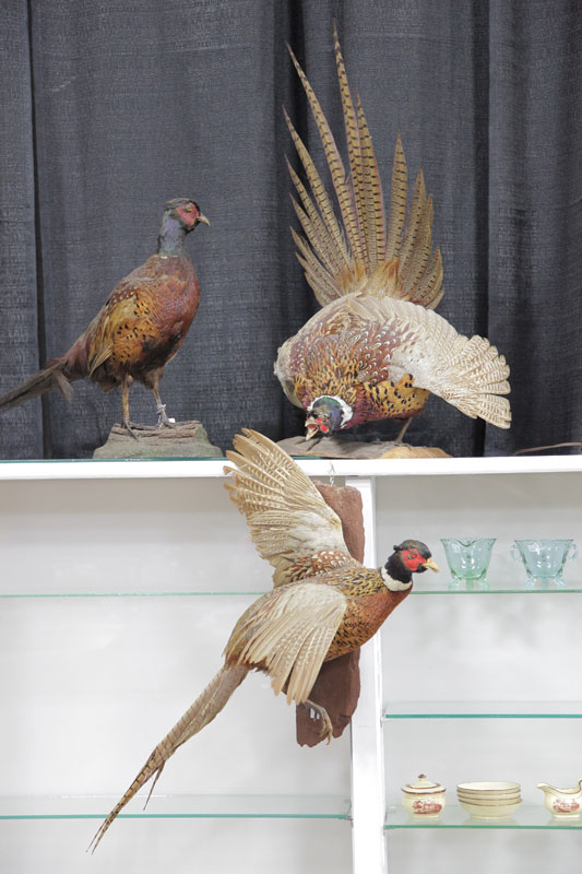 THREE MOUNTED PHEASANTS. Mounted on