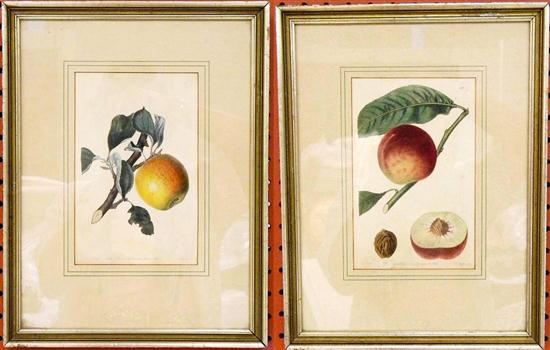 Two 19th C framed botanical prints 1209f3