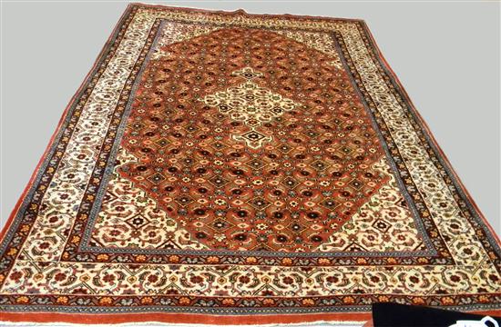Persian rug  red field  ivory border