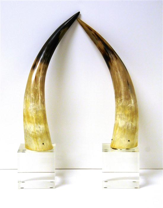 Pair North American steer horns