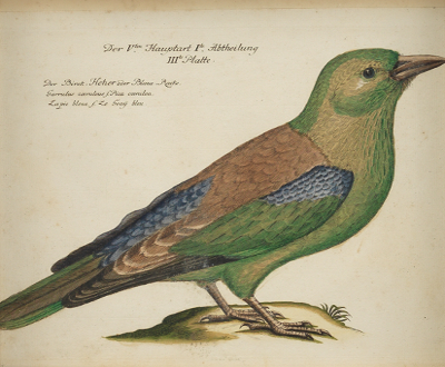 A Hand Colored German Ornithological 133359