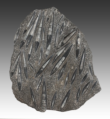 A Large Polished Orthoceras Fossil 1337dd