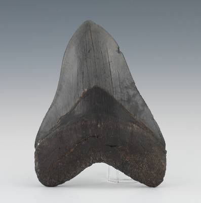 A Large Megalodon Shark s Tooth 1337db
