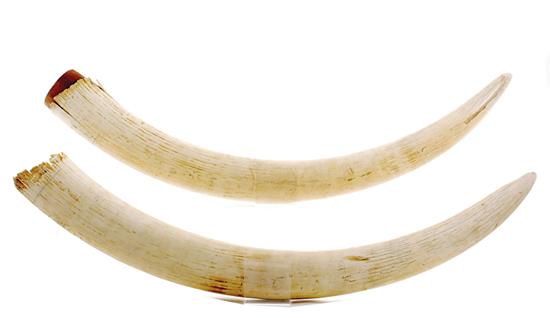 Pair elephant tusks L44 Provenance  1351e2