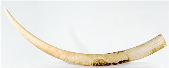 Impressive pair elephant tusks