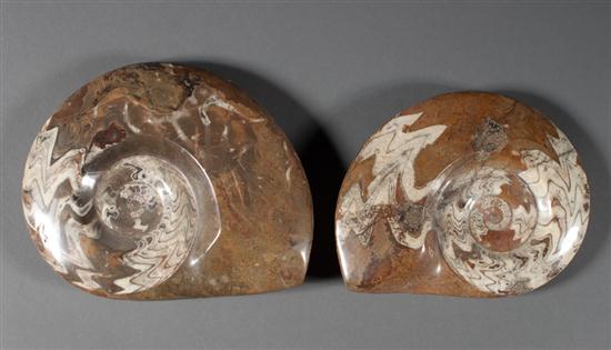 Two fossilized ammonite shells 135971