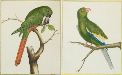 A Pair of Hand Colored Orthinological