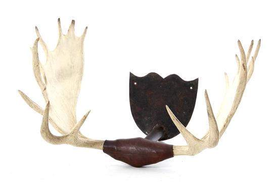 Massive moose antler trophy with leather-padded