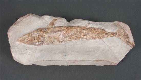 Fossilized fish skeleton 14 in  137d52