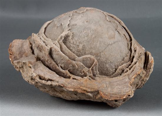 Fossilized dinosaur egg 6 x 5 in  137d53