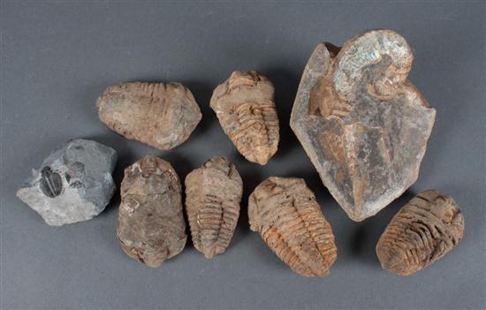 Seven fossilized trilobites and