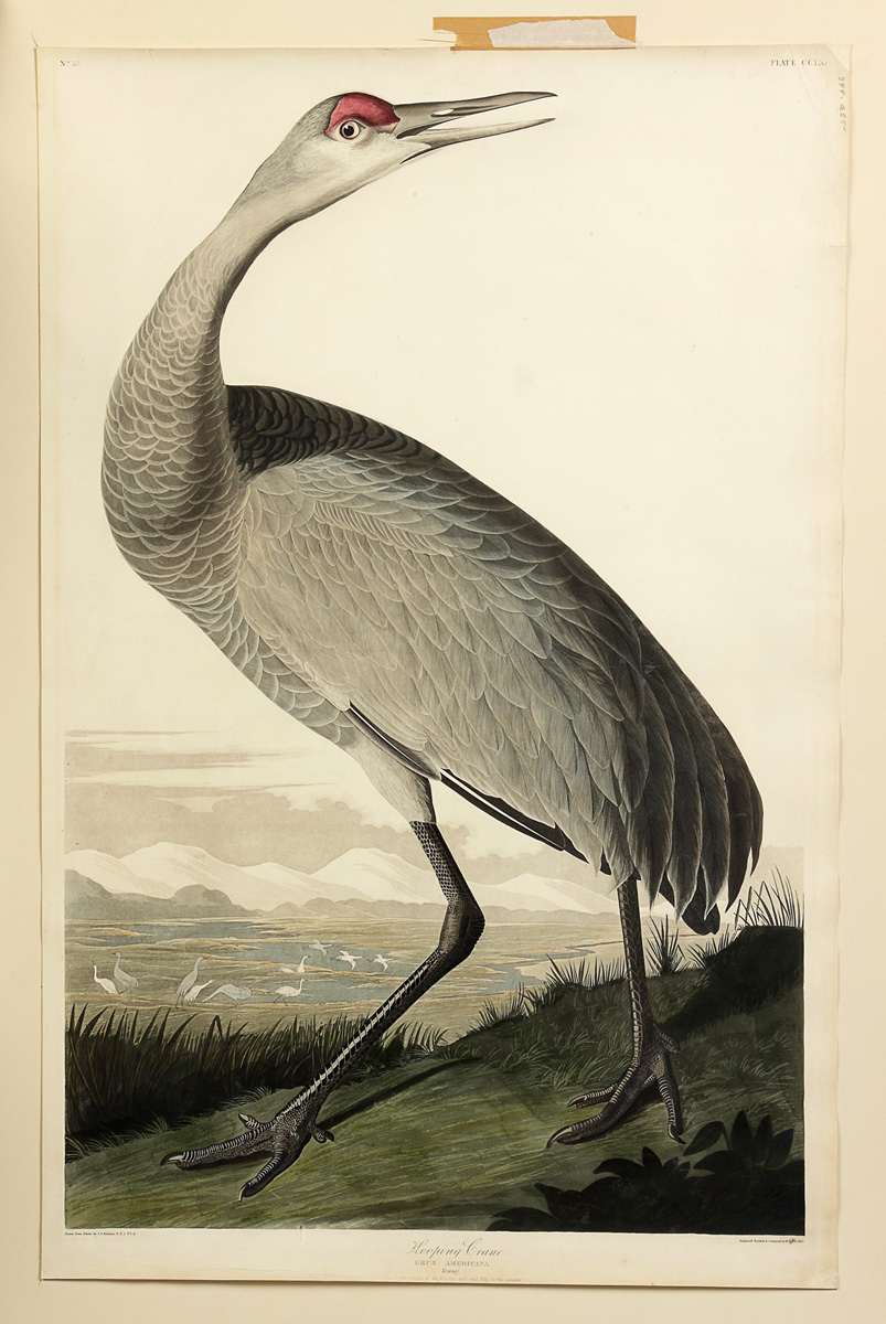 John James Audubon (American 1785-1851)