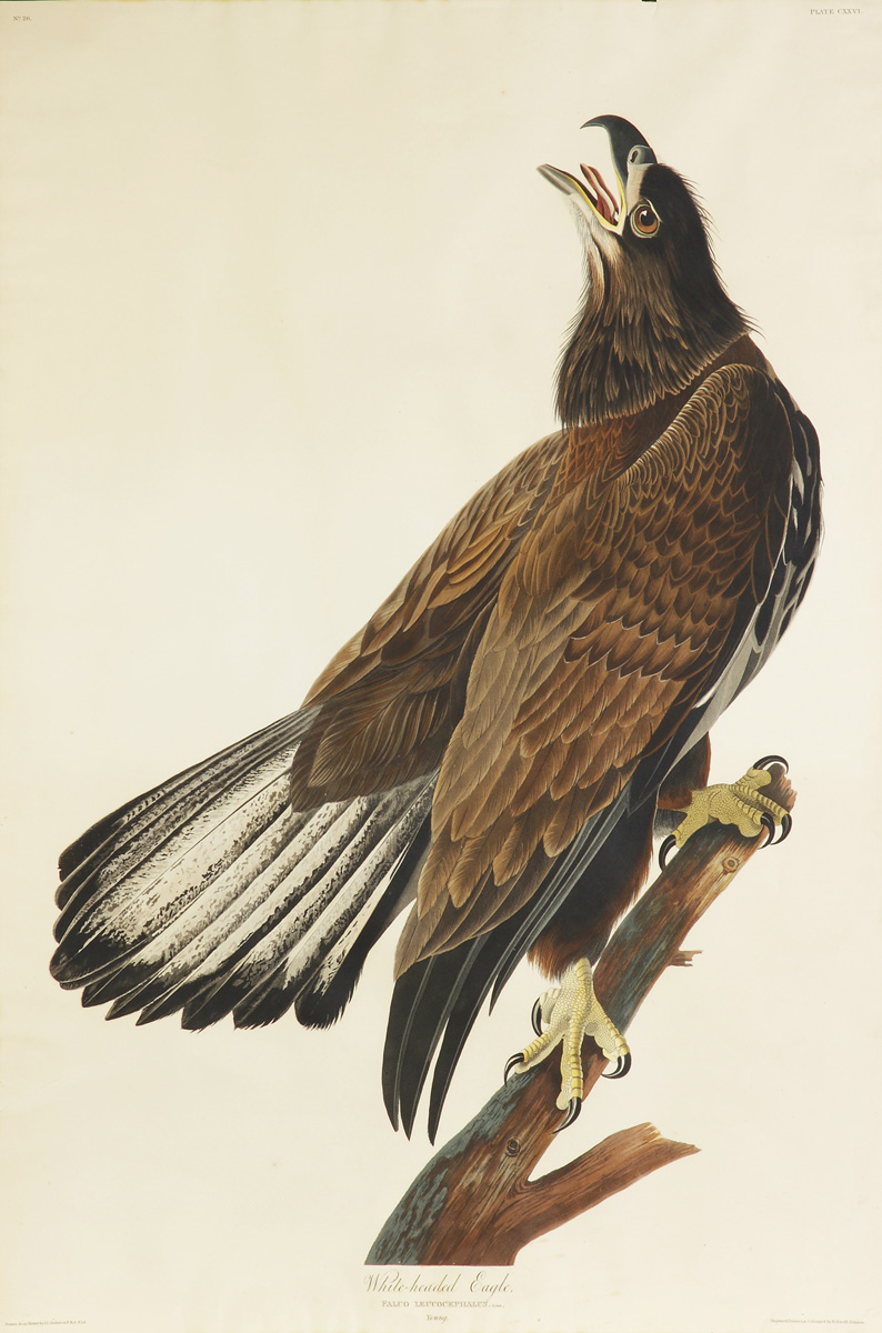 John James Audubon American 1785 1851  13683f