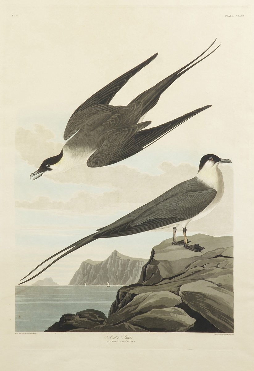John James Audubon American 1785 1851  136840