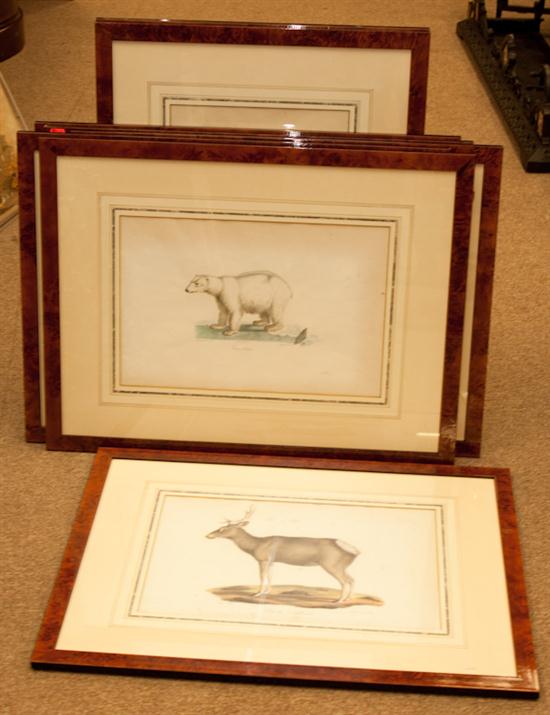 Eight framed zoological lithographs