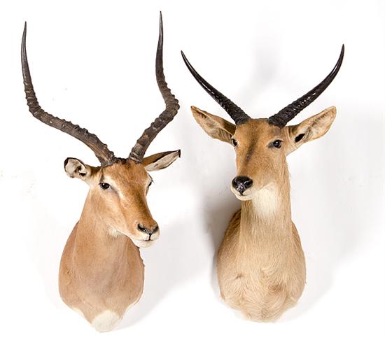 Shoulder-mounted impala and shoulder-mounted