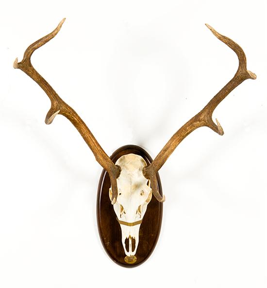 Spanish red deer stag rack and 13a5b6