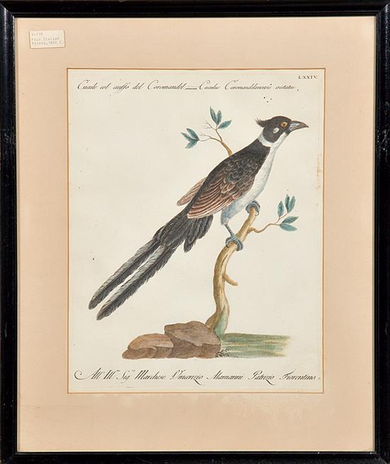 Italian school (18th century) FOUR ORNITHOLOGICAL