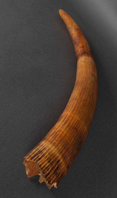 African ivory tusk approx. 20 in.