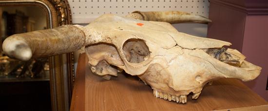 Bleached steer s skull Estimate 138889