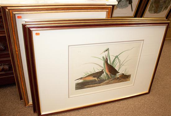 Five ornithological prints after