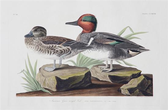 John James Audubon after New 1390f4