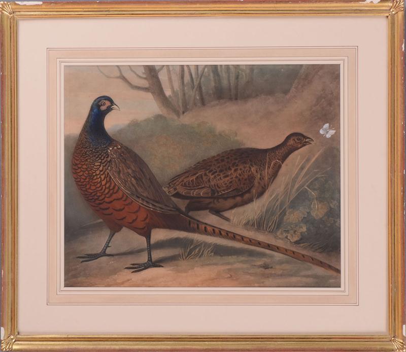 BRITISH SCHOOL TWO PHEASANTS Colored 13caf3