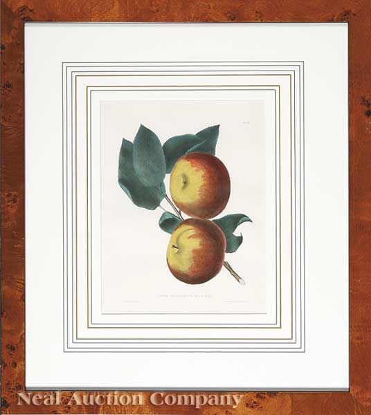 A Set of Six Antique Prints of Apples