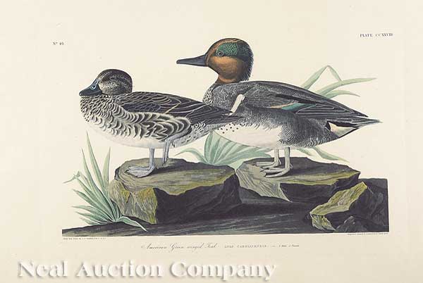 John James Audubon American 1785 1851  13d193