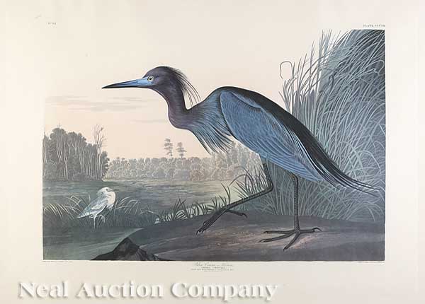 John James Audubon (American 1785-1851)