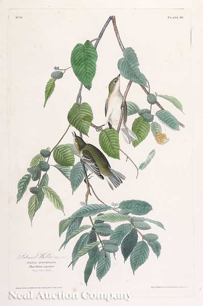 John James Audubon (America 1785-1851)