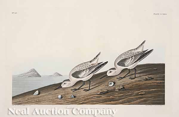 After John James Audubon American 13b422