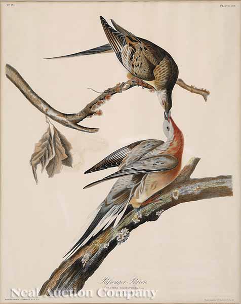 After John James Audubon American 13b4ba