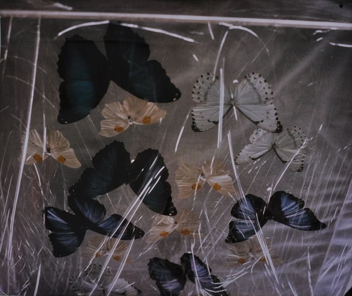 EVE SONNEMAN (b. 1946): BUTTERFLIES